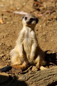 Meerkat mammal zoo