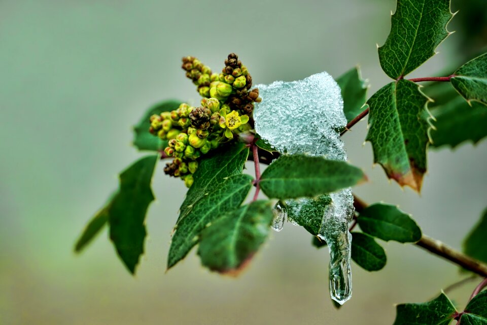 Nature flowers snow