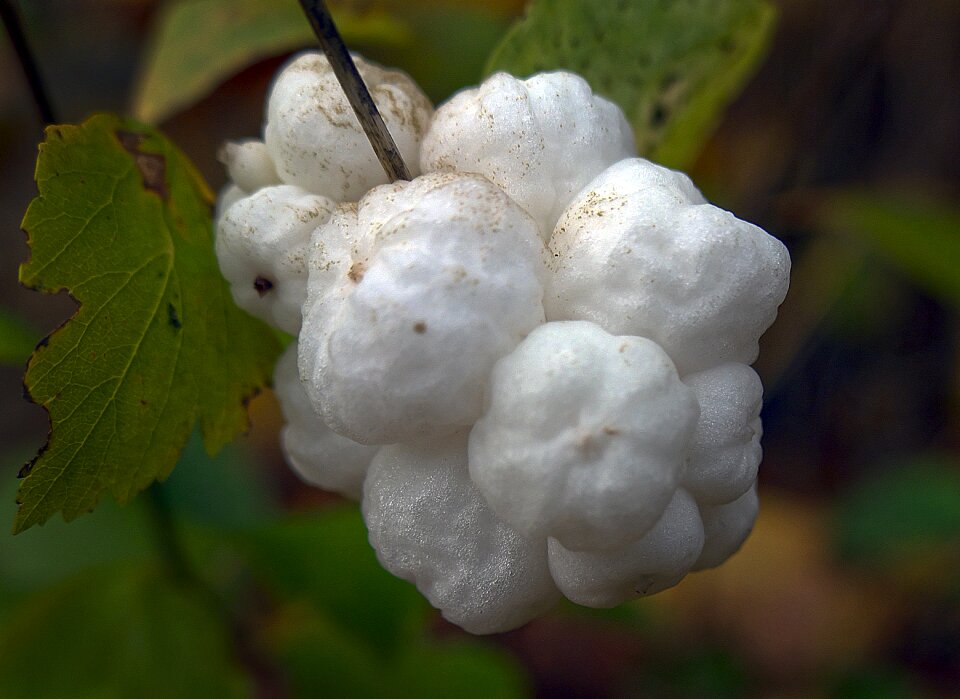 Infructescence berries knallerbse