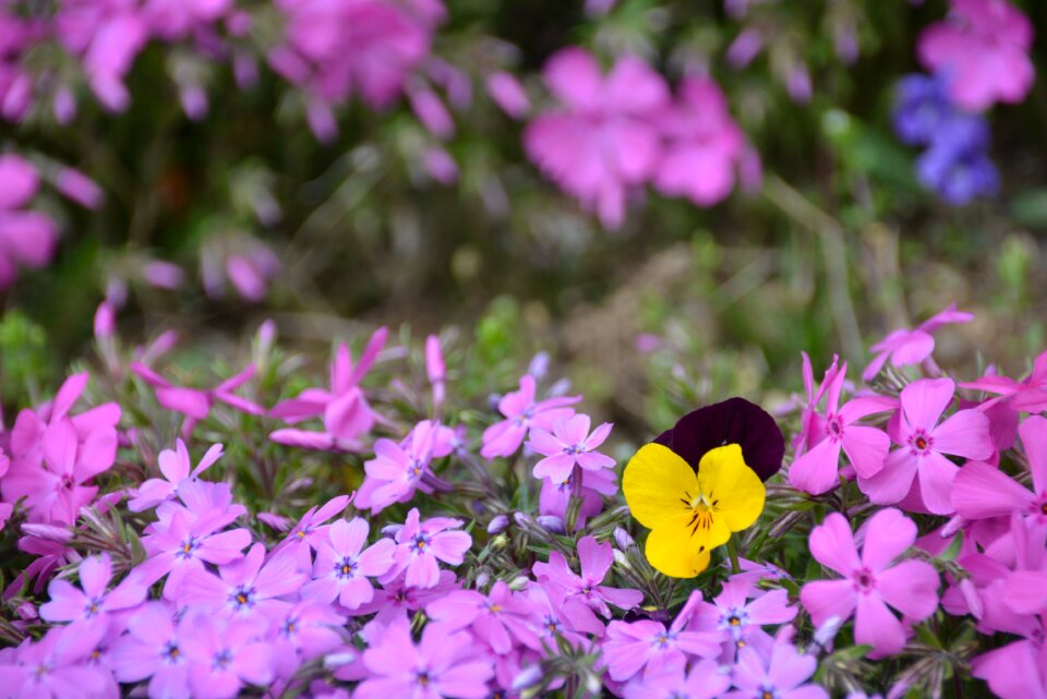 Nature purple flowers april