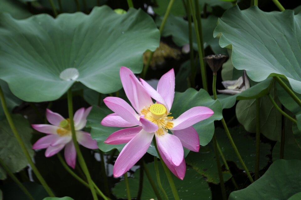 Leaf flowers water lily