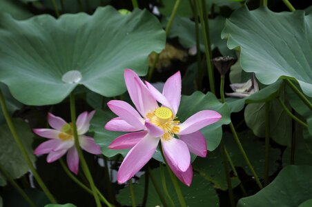 Leaf flowers water lily photo