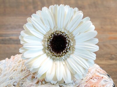 Plant white blossom
