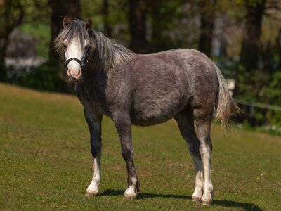 Foal animal brown photo