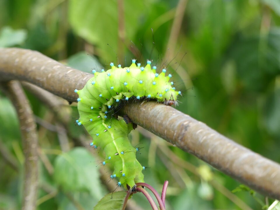 Caterpillar wiener nachtpfauenauge insect