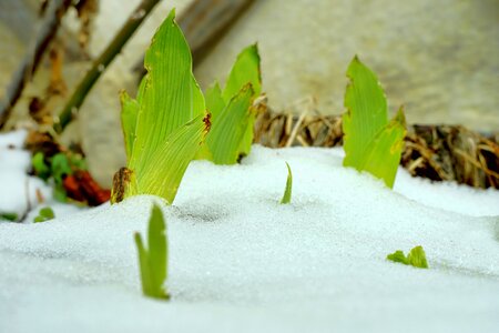 Snow frost damage plant
