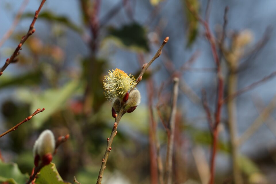 Natural bloom branch
