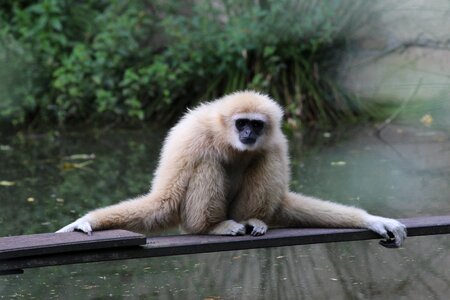 Gibbon mammal zoo