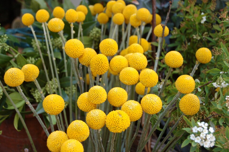 Color garden yellow flower
