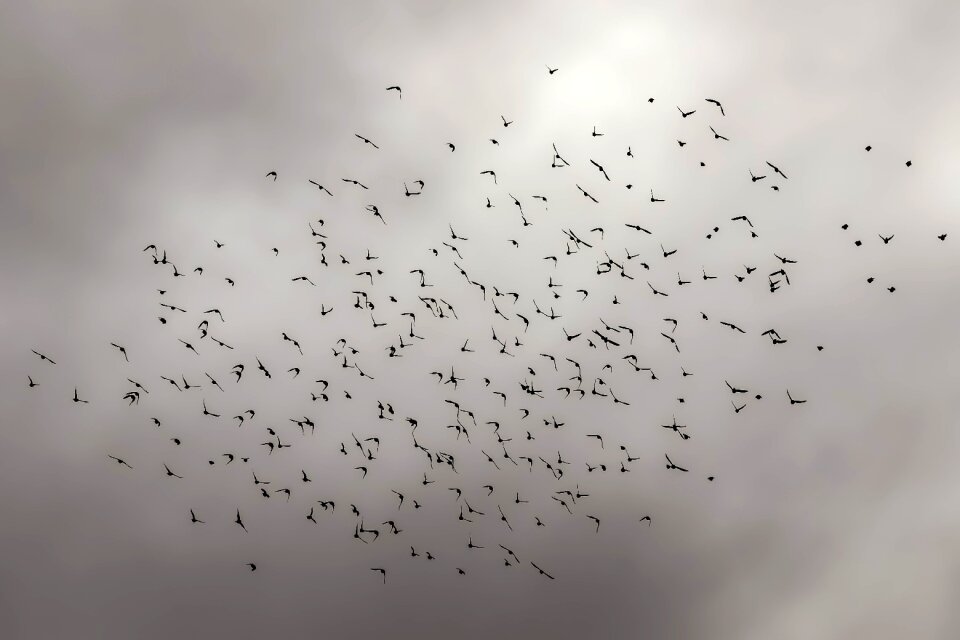 Sky winter wildlife