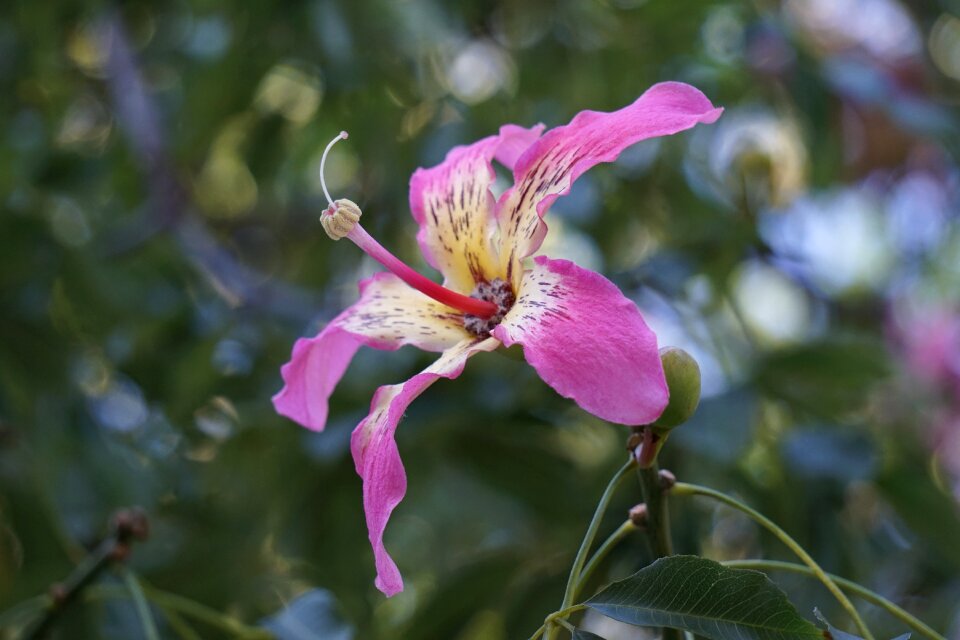 Nature pink plant