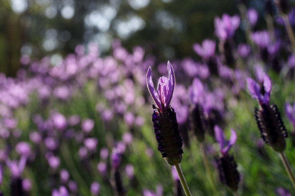 Sunshine natural aromatherapy