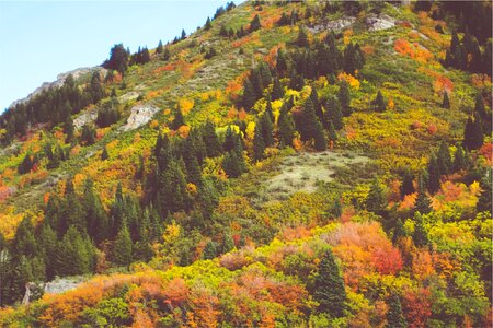 Autumn trees hill