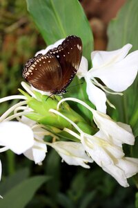 Nature wing fly photo