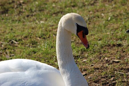 Feather swan white