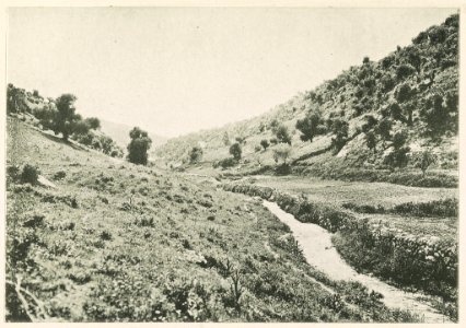 Ostjordanland Reste der alten Eichenwaldungen im Wâdi Șîr. 1905. LCCN2014648723