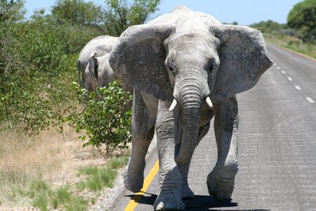 Elephant national park road photo