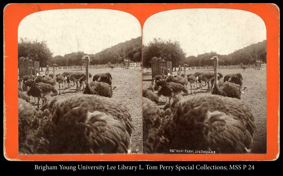 Ostrich Farm, Los Angeles
