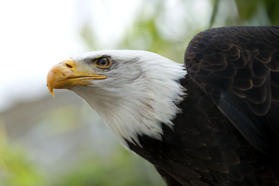 Bird raptor fauna