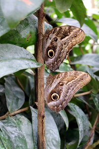 Nature wing fly