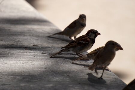 Park nature fauna