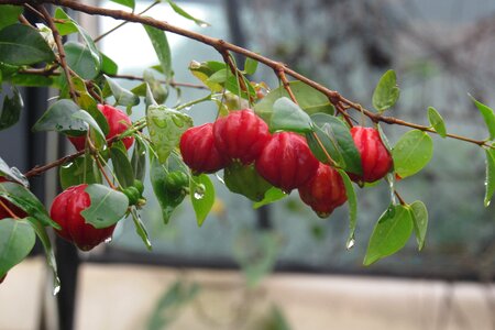 Food garden tree