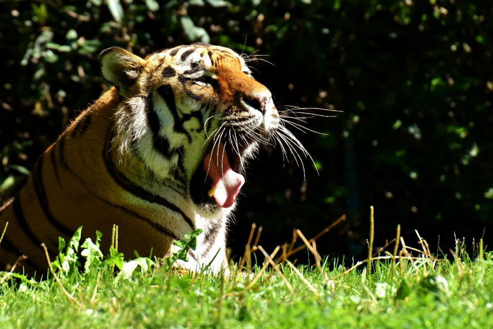 Beautiful dangerous big cat