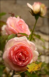 Rosebush nature plant