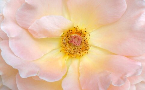Rose splendor bloomed fragrance photo