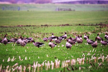 Animal kingdom rural area gray goose photo