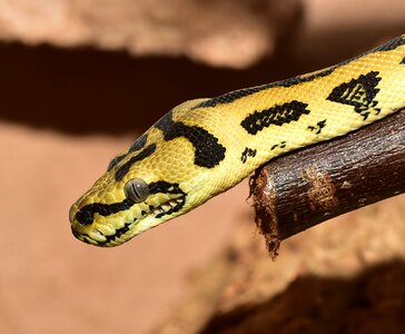 Python constrictor animal photo