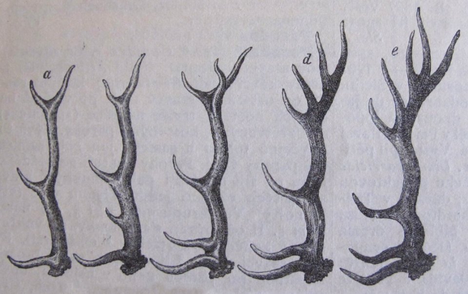 Ottův slovník naučný - obrázek č. 3056