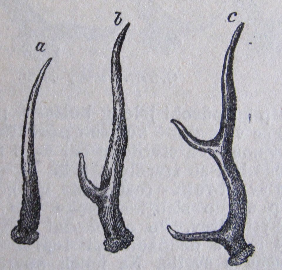 Ottův slovník naučný - obrázek č. 3055