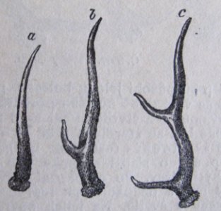 Ottův slovník naučný - obrázek č. 3055