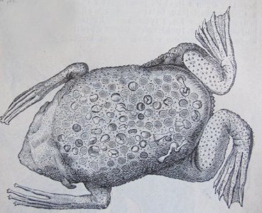 Ottův slovník naučný - obrázek č. 3138