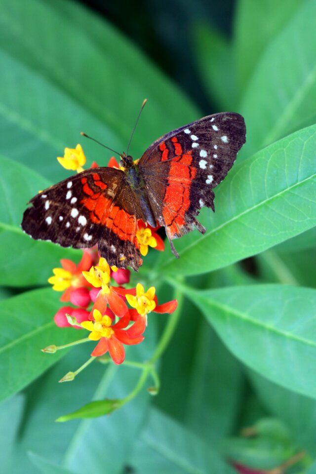 Nature wing fly photo