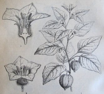 Ottův slovník naučný - obrázek č. 3115