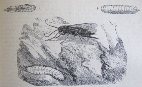 Ottův slovník naučný - obrázek č. 3136