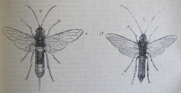 Ottův slovník naučný - obrázek č. 3137