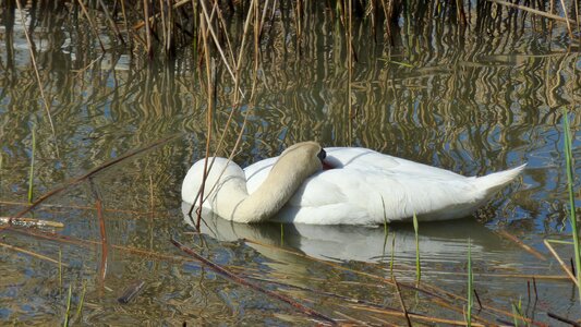 Idyll animal world swan