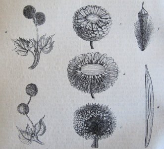 Ottův slovník naučný - obrázek č. 3160