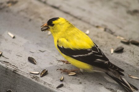 Yellow canada quebec