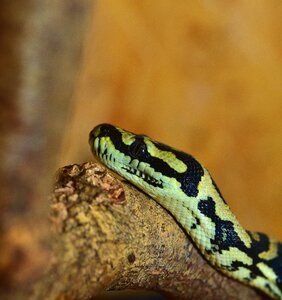 Python carpet python constrictor photo