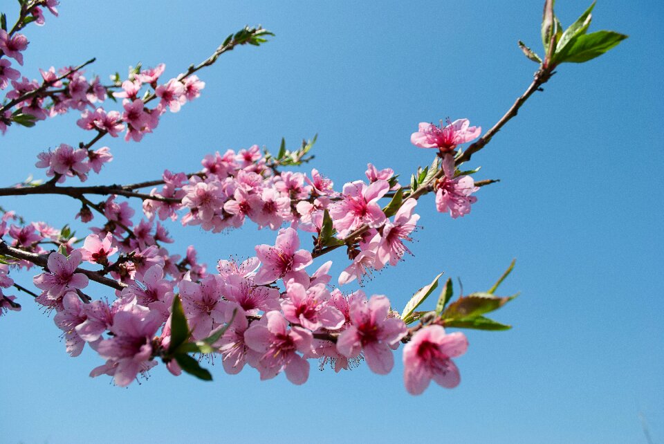Peach peach blossoms bloom