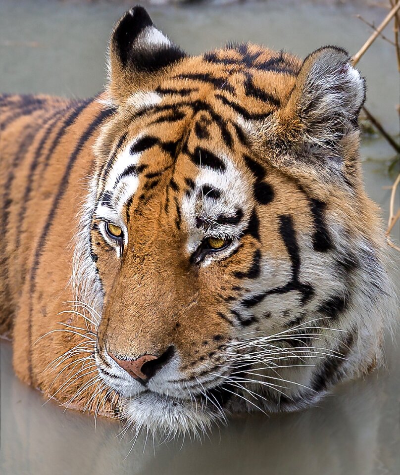 Tiger zoom gelsenkirchen zoo