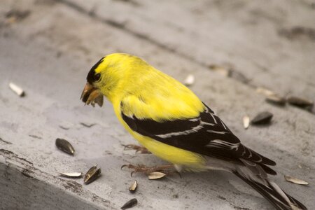 Yellow canada quebec