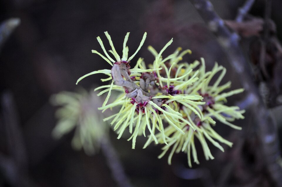 Season winter witch hazel