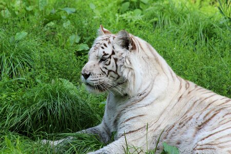 White tiger mammal zoo photo