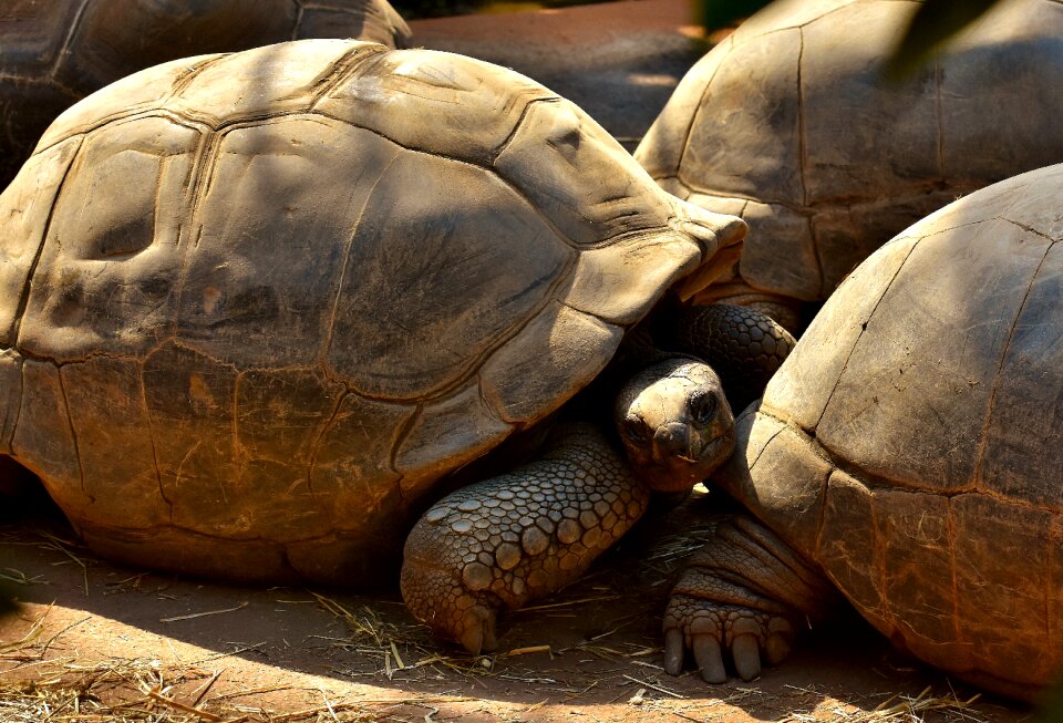 Zoo turtle tortoise