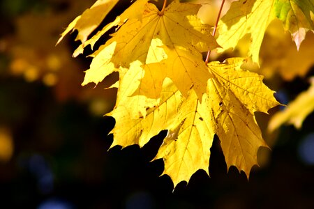 Golden autumn nature forest